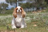 CAVALIER KING CHARLES 141